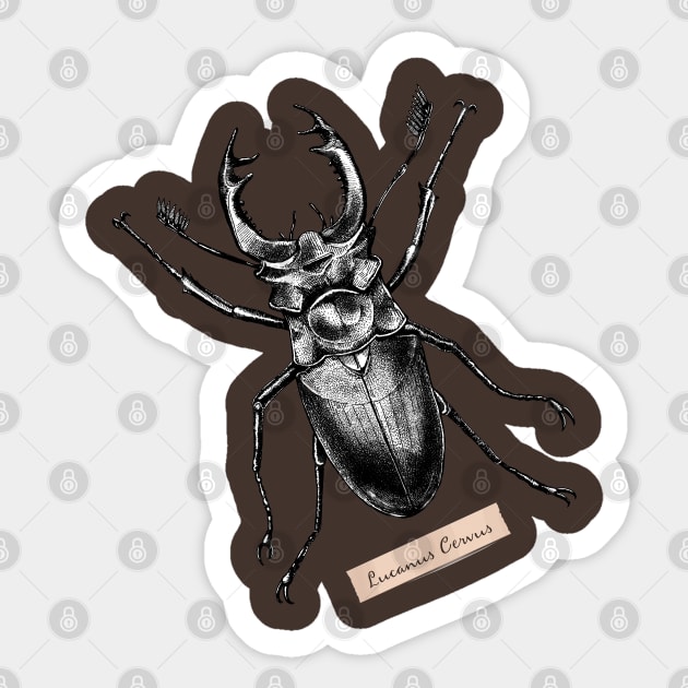 Stag Beetle - Lucanus Cervus Sticker by pakowacz